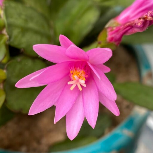 Light Pink Easter Cactus in a living room setting