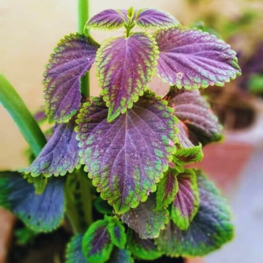 Beautiful purple Swedish ivy plant in 4-inch pot