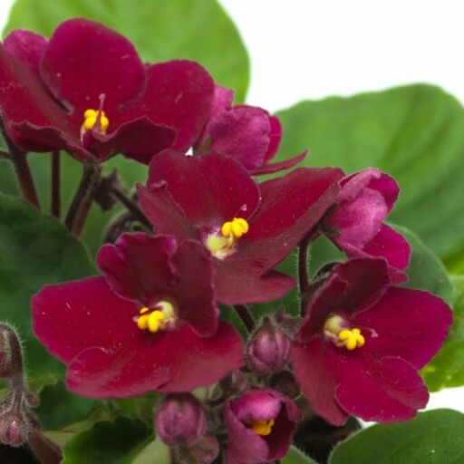 Burgundy Red African Violet Flower in Full Bloom