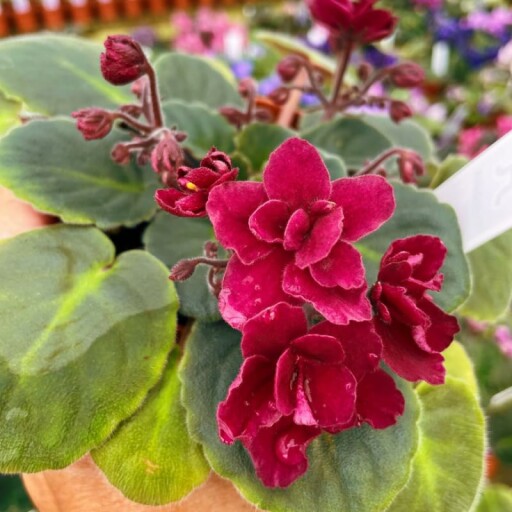 A Beautiful Display of African Violet Plants