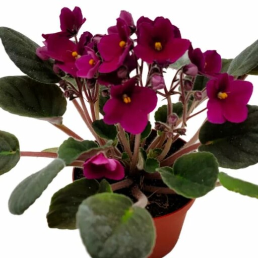 African Violet Plant Surrounded by Other Houseplants