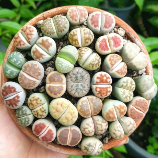 A close-up shot of a lithops succulent with its vibrant colors