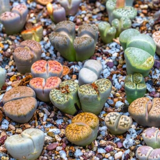 A close-up shot of a lithops succulent with its vibrant colors