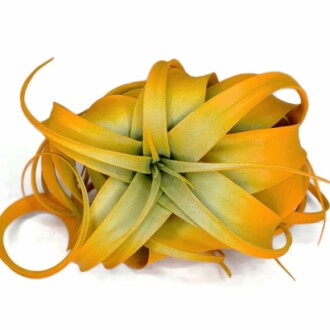 Bright Orange XL Xerographica Colored Air Plant