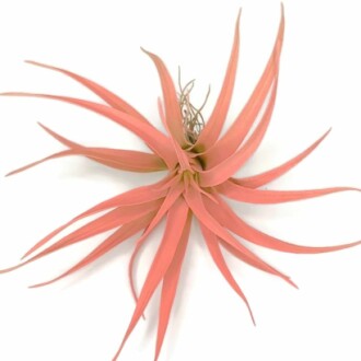 Colored Capitata Air Plant