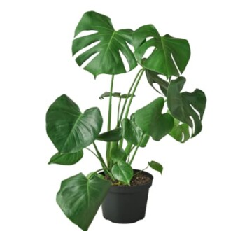 Beautiful indoor plant arrangement showcasing the Monstera 'Split-Leaf' and other houseplants.