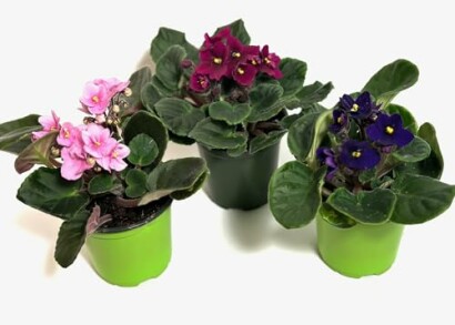 Three potted African violet plants with pink, red, and purple flowers.