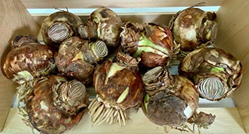 A collection of amaryllis bulbs in a wooden box.