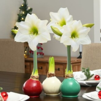 Amaryllis bulbs with white flowers in festive vases on a table.