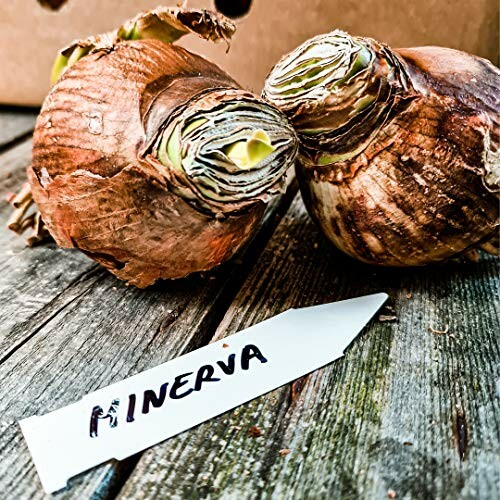 Two amaryllis bulbs labeled 'Minerva' on a wooden table.