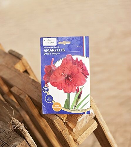 Amaryllis Double Dragon flower bulb package on wooden surface