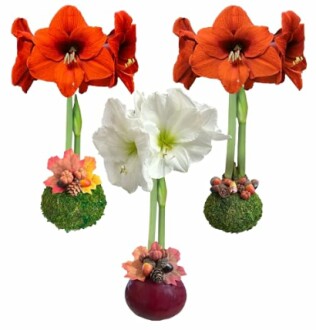 Three amaryllis flowers with seasonal autumn decorations.