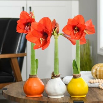 Three red amaryllis flowers in colorful vases on a table.