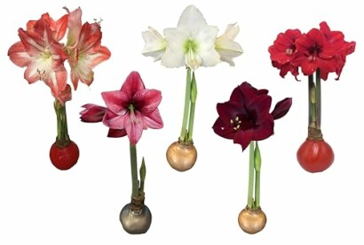 Amaryllis flowers in various colors growing from bulbs.