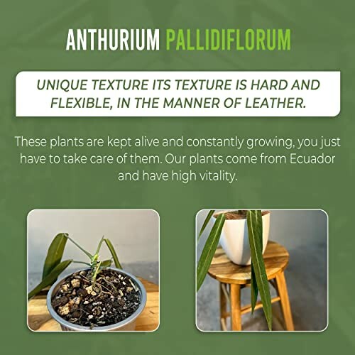 Anthurium Pallidiflorum plant care guide with images of the plant.