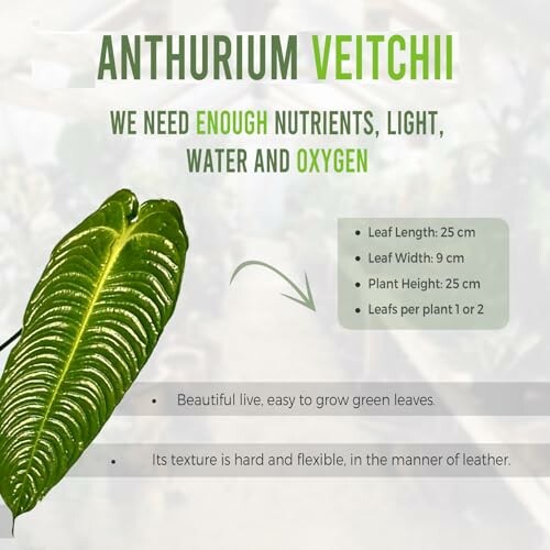 Anthurium veitchii care guide with leaf image and care tips.