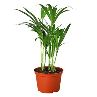 Areca palm plant in a brown pot.