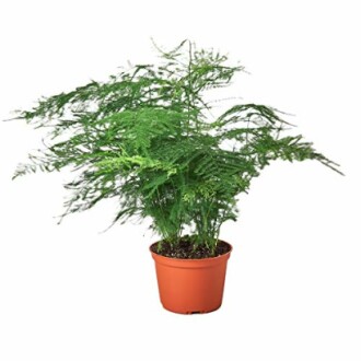 Asparagus fern plant in a pot