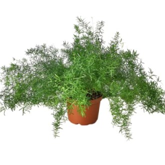 Asparagus fern in a brown pot against a white background.