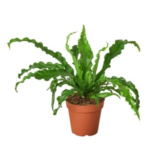 Fern 'Victoria'