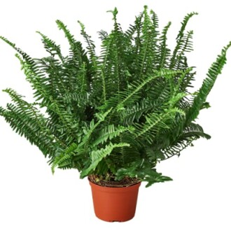 Boston fern in a brown pot.