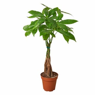 Braided money tree in brown pot