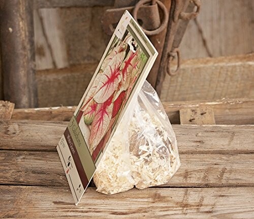 Caladium bulbs in packaging on wooden surface