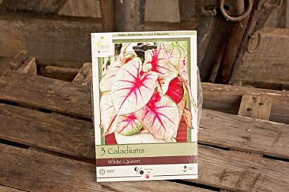 Package of 3 Caladiums White Queen bulbs on wooden surface.