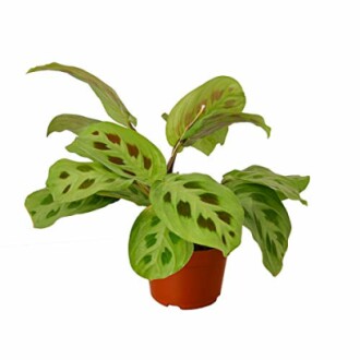 Calathea leopardina plant in a pot