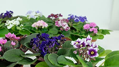 Various colorful African violets with green leaves.