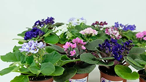 A variety of colorful African violets in pots.