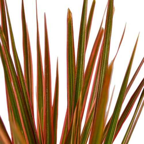 Close-up of colorful Dracaena leaves against white background