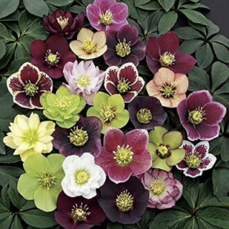 A variety of colorful hellebore flowers with green leaves.