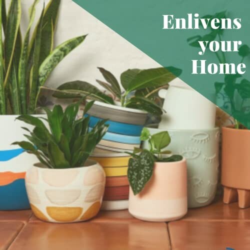 Collection of potted houseplants on terracotta surface with text 'Enlivens your Home'.