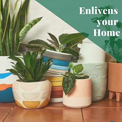 Assorted colorful potted plants on a tiled surface with text 'Enlivens your Home'