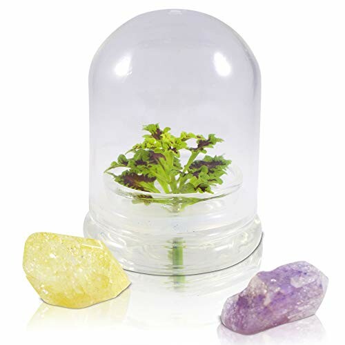 Miniature plant in glass dome with crystals