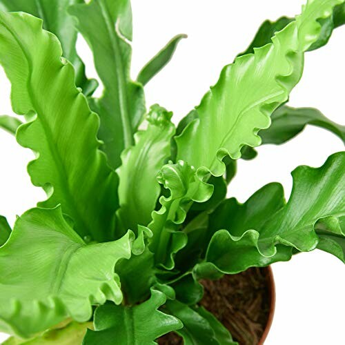 Close-up of curly green plant leaves