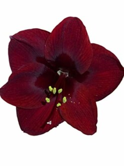 Dark red amaryllis flower on white background