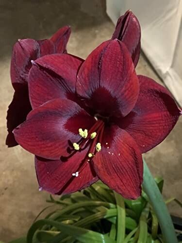 Dark red amaryllis flower with green leaves