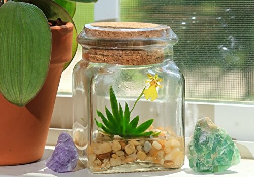 BLOOMIFY Miniature Dancing Orchid Terrarium