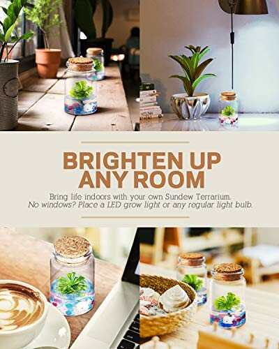 DIY indoor terrarium ideas with plants and LED grow light.