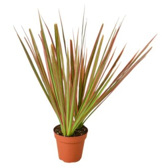 Dracaena 'Colorama'