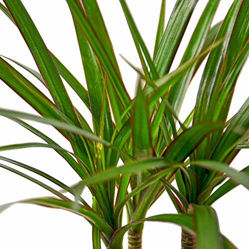 Close-up of Dracaena Marginata plant leaves