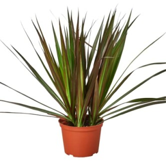 Dracaena marginata plant in a pot