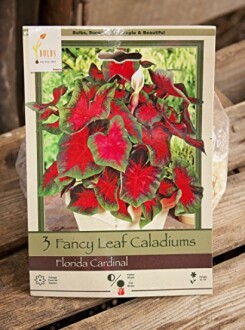 Florida Cardinal Fancy Leaf Caladiums