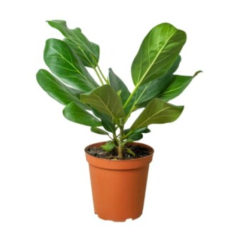 Ficus plant in a brown pot