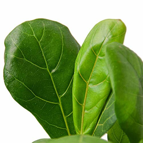 Close-up of fiddle leaf fig leaves