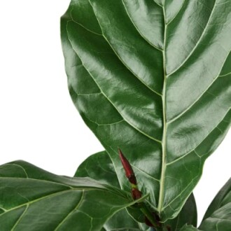 Close-up of fiddle leaf fig plant leaves.