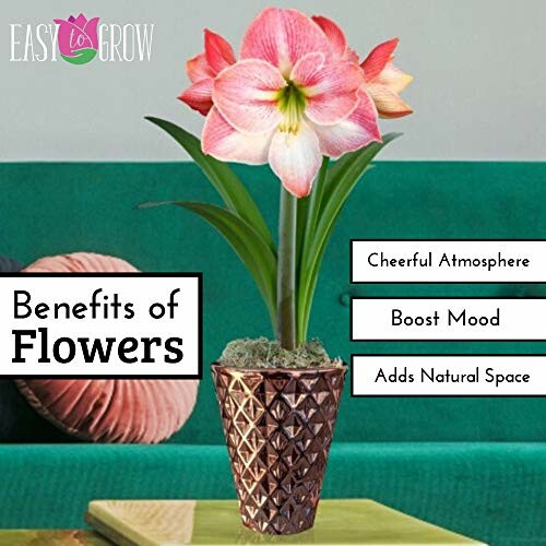 Potted flower with benefits listed: cheerful atmosphere, boost mood, adds natural space.