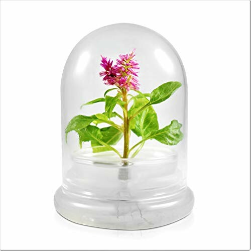 Pink flower in a glass dome